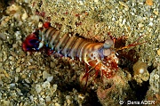 Odontodactylus scyllarus-Wakatobi Pasar wajo Beach-21m-20180602-Denis-ADER-DSC_3175_tn